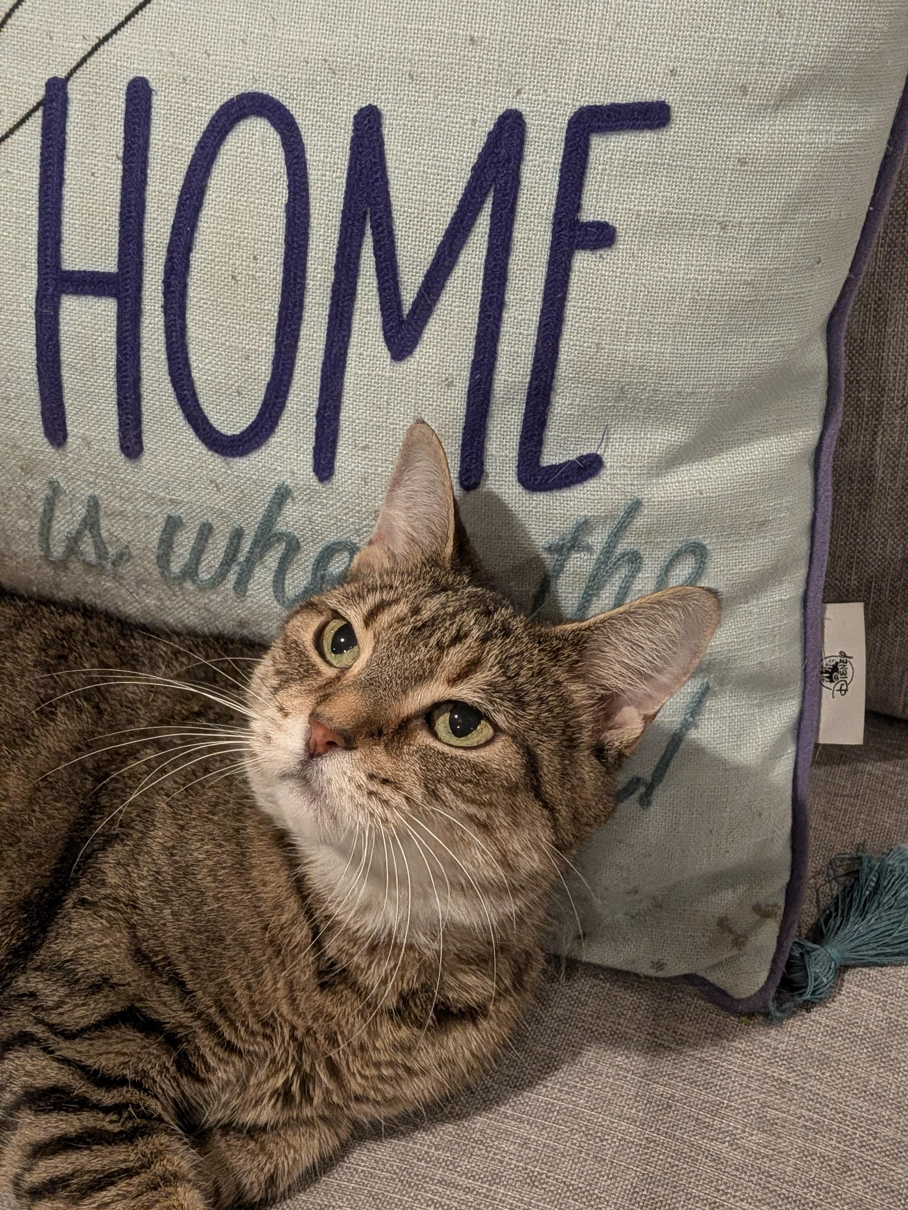 Enlarge Princess Martha May, a Adoptable American Shorthair in Bloomfield, NJ image 6/6