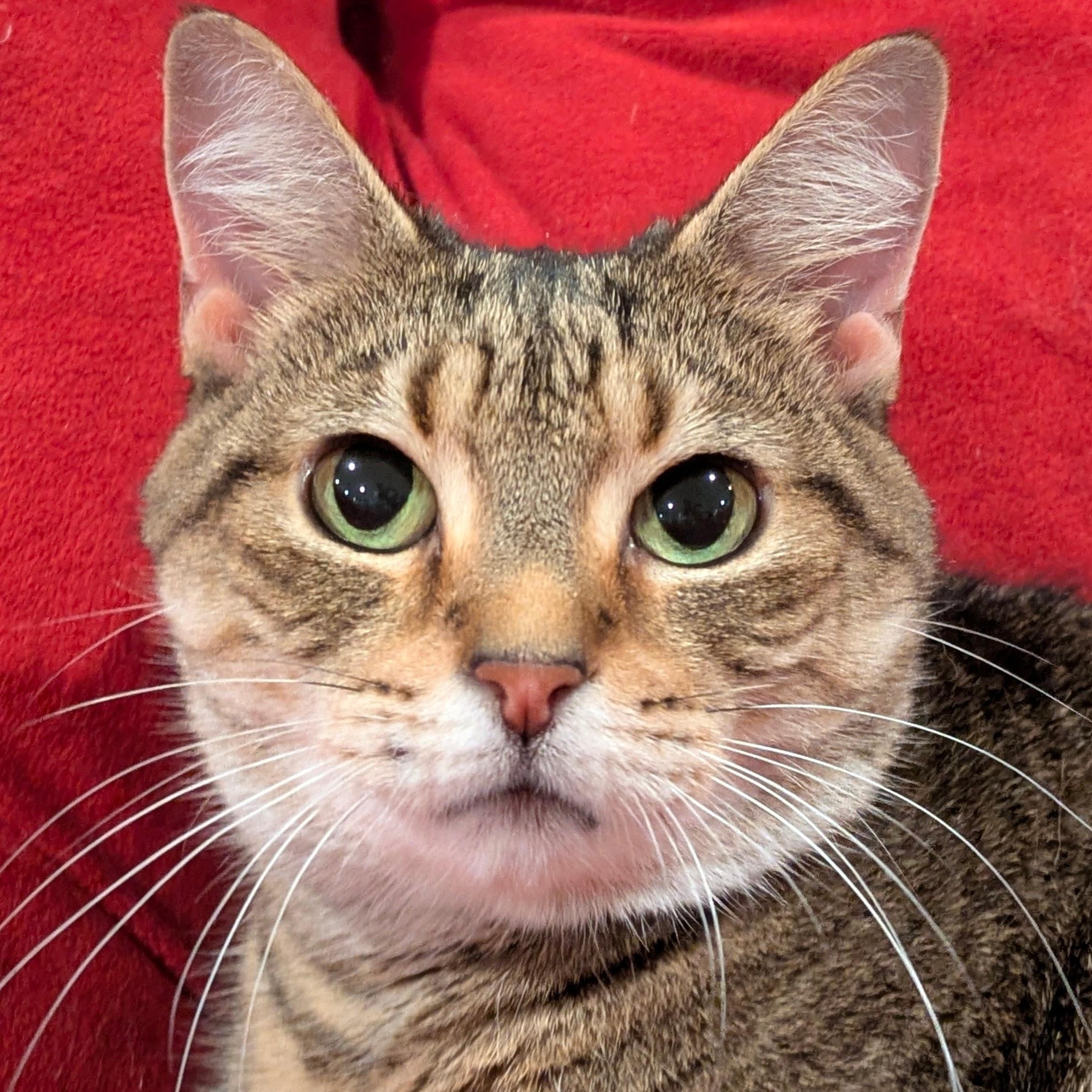 Enlarge Princess Martha May, a Adoptable American Shorthair in Bloomfield, NJ image 3/6