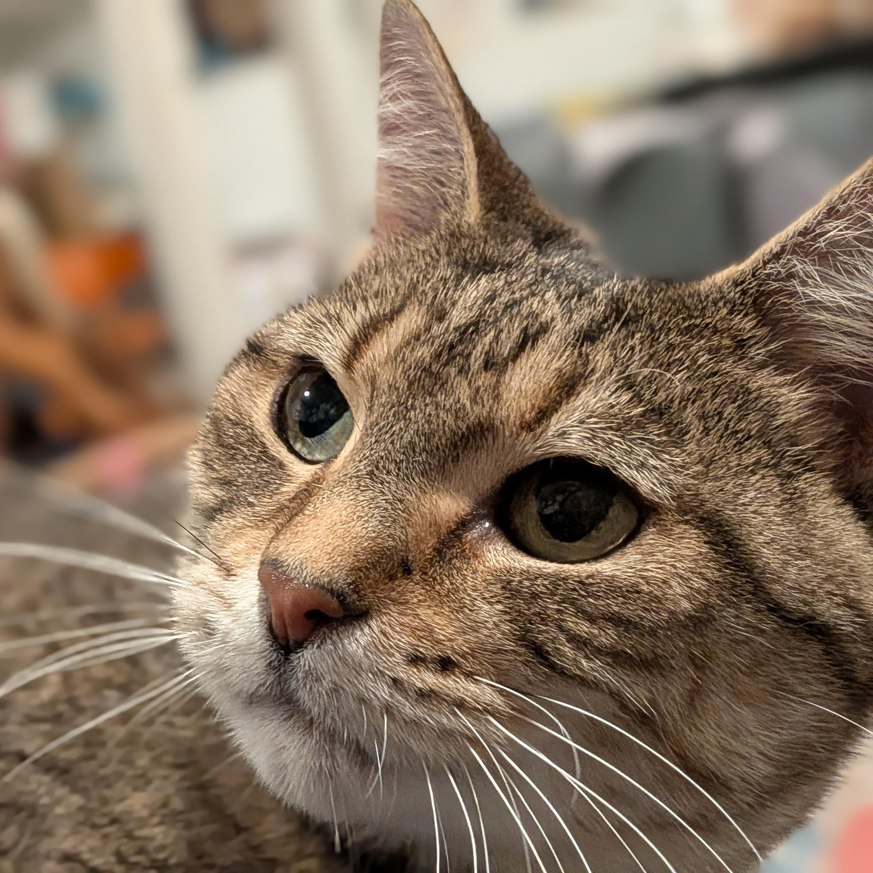 Enlarge Princess Martha May, a Adoptable American Shorthair in Bloomfield, NJ image 4/6