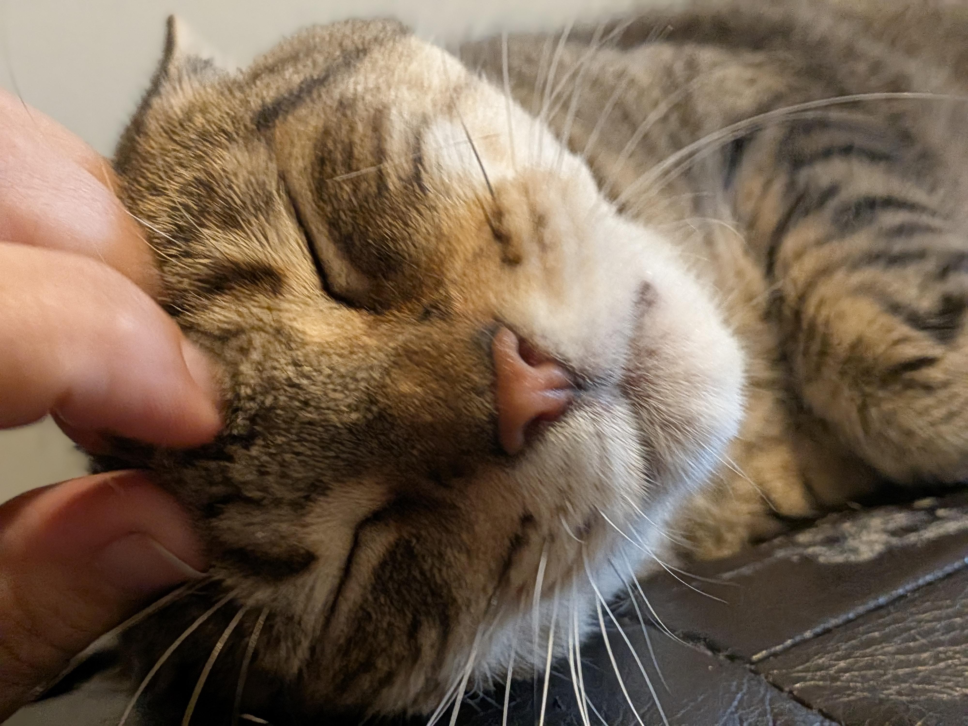 Enlarge Princess Martha May, a Adoptable American Shorthair in Bloomfield, NJ image 5/6