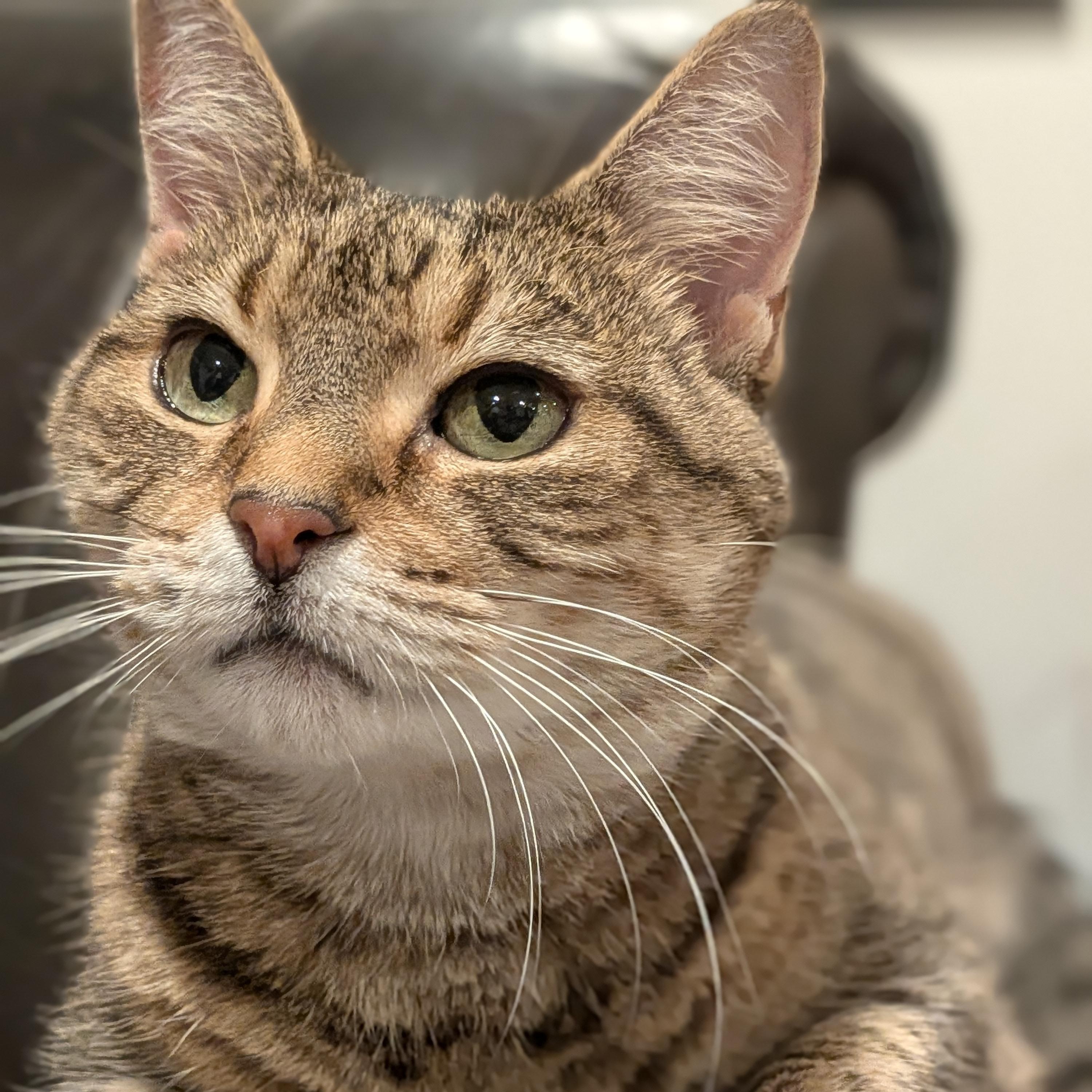 Princess Martha May, Adoptable, Young Female American Shorthair.
