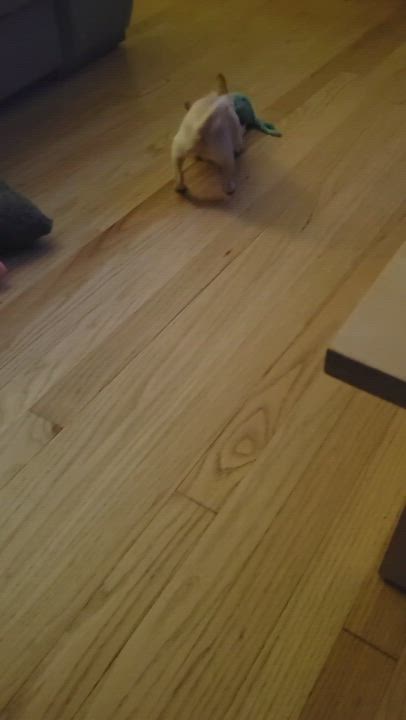 Enlarge Earl, a Adopted Chihuahua in Franklin, TN video 4/7