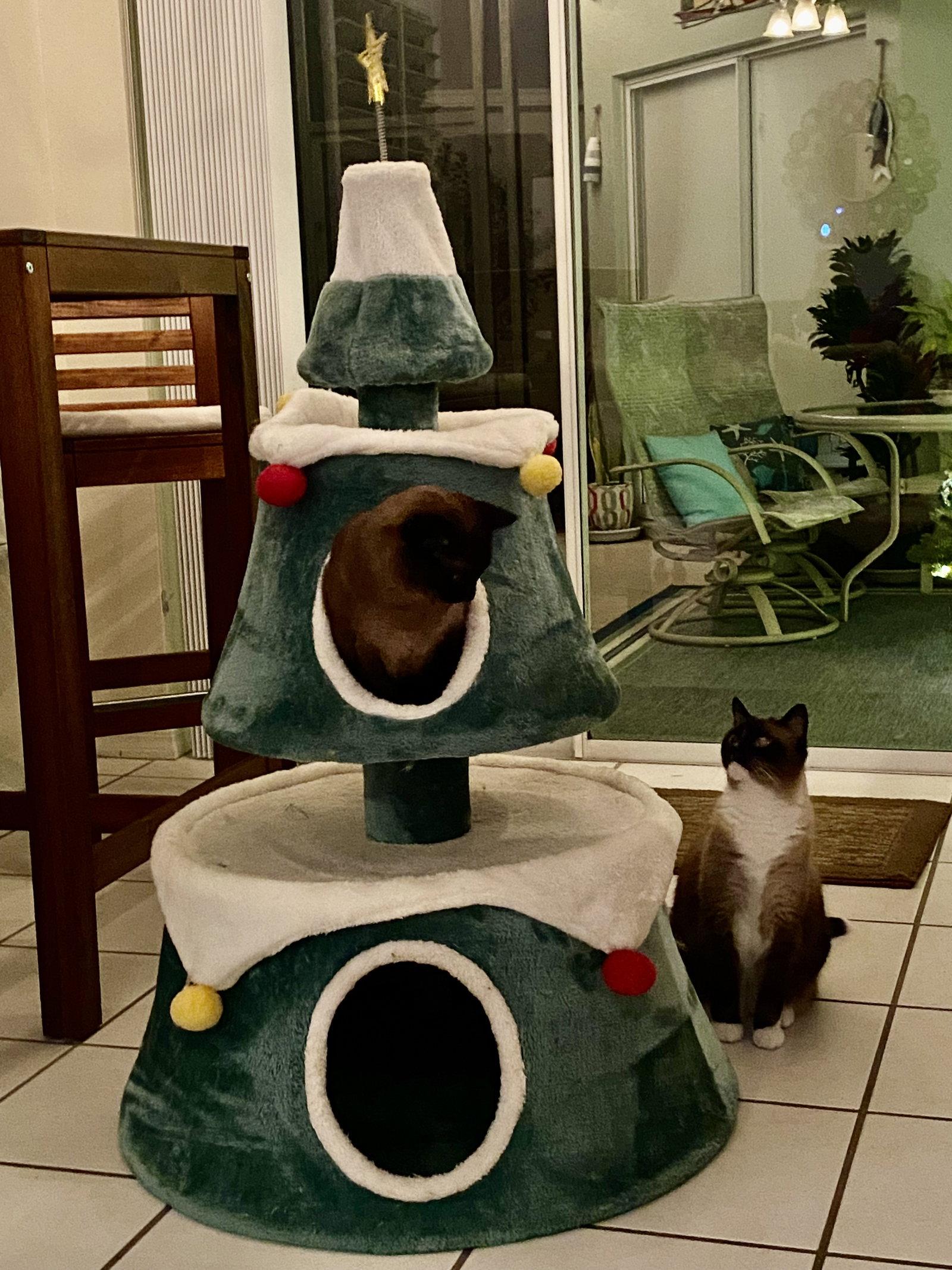 Mocha, a Adopted Siamese in Sanford, FL image 2/3