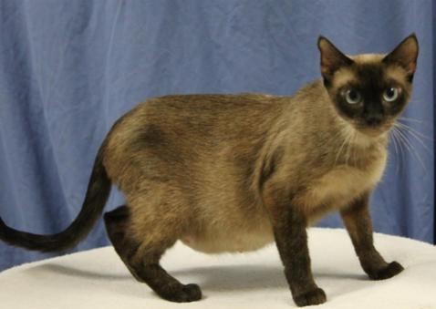 Mocha, a Adopted Siamese in Sanford, FL image 3/3
