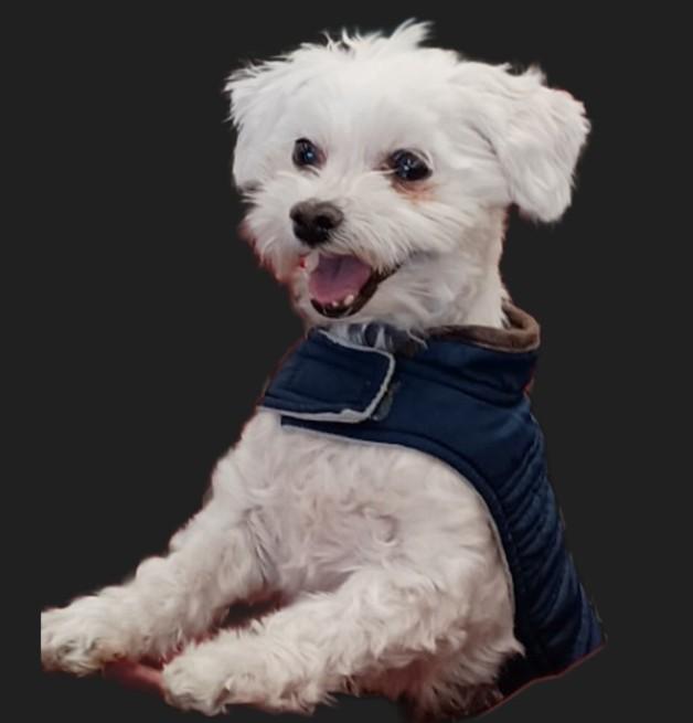 Leo, ADOPTABLE, Adult Male Maltese.