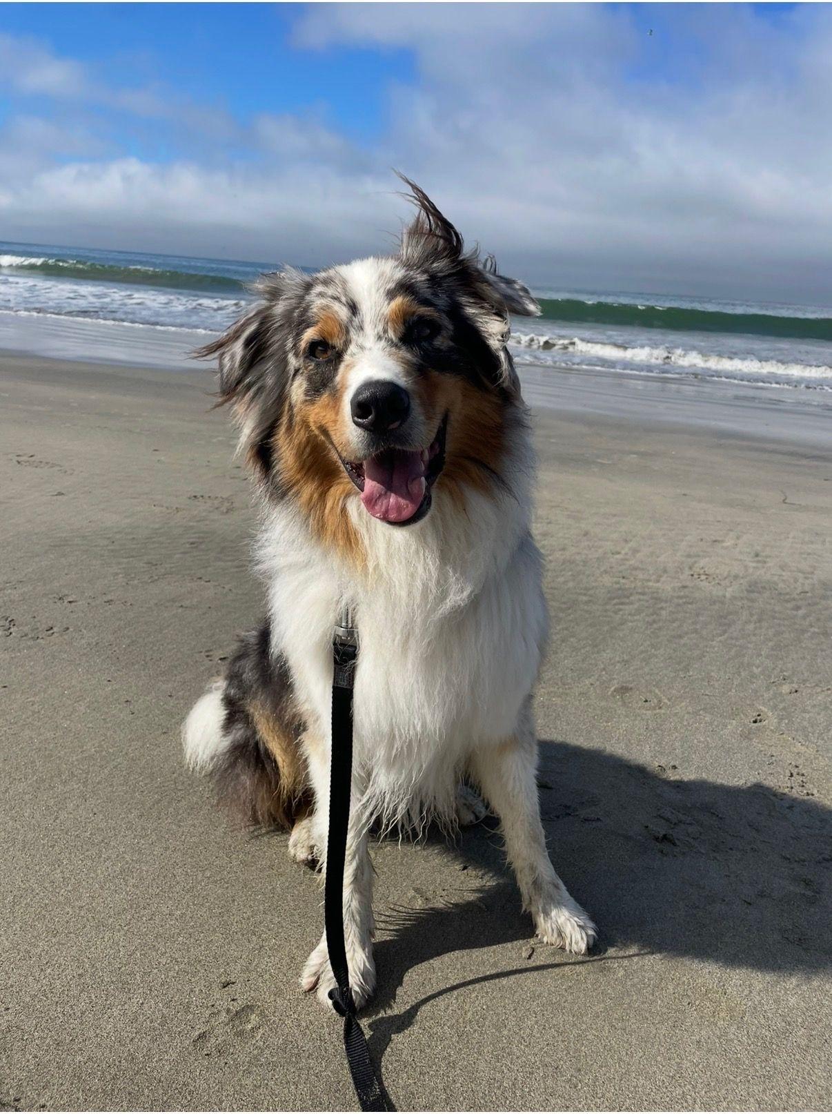 Enlarge Austin, a ADOPTABLE Australian Shepherd in Coarsegold, CA image 1/1