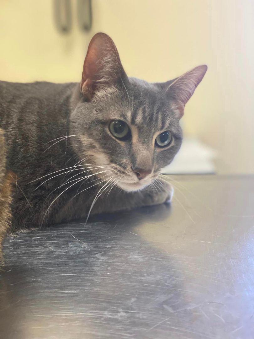 Enlarge Tyson, a Adoptable Domestic Short Hair in Burton, MI image 1/3