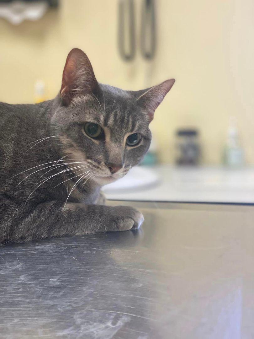 Enlarge Tyson, a Adoptable Domestic Short Hair in Burton, MI image 3/3