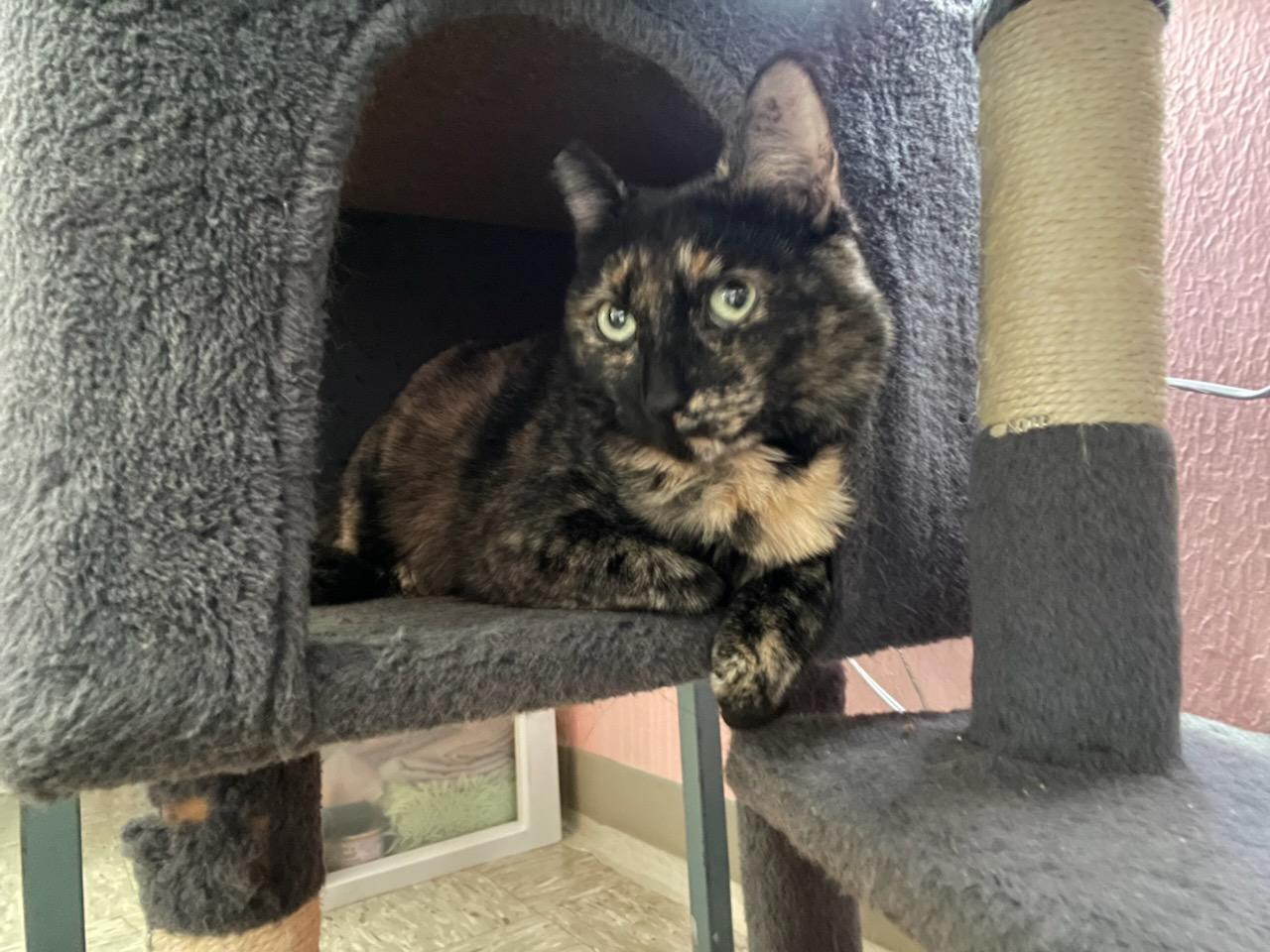 Honey the Tortie