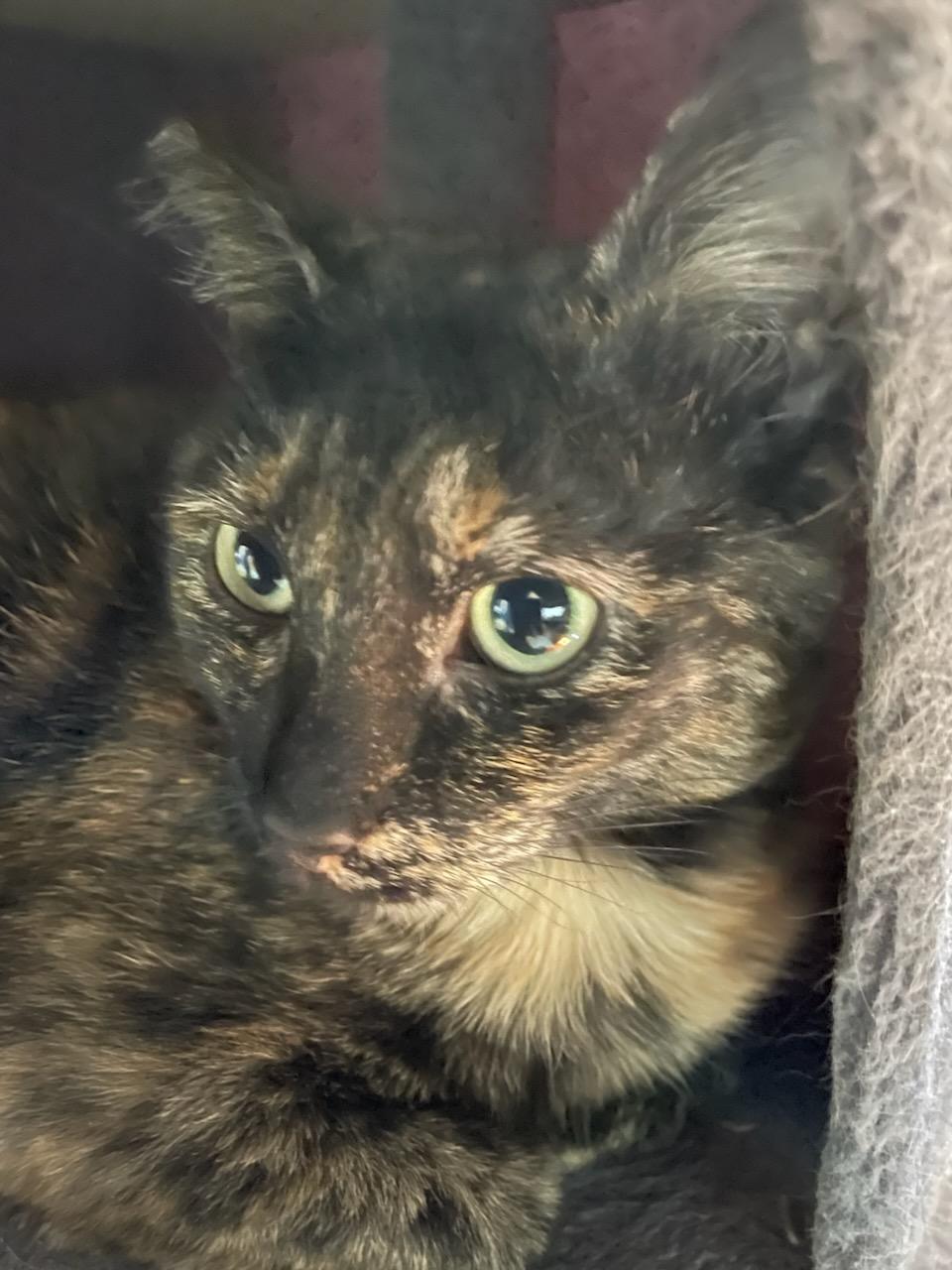 Honey the Tortie