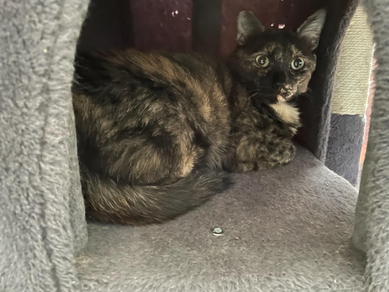 Honey the Tortie, Adult Female Domestic Short Hair