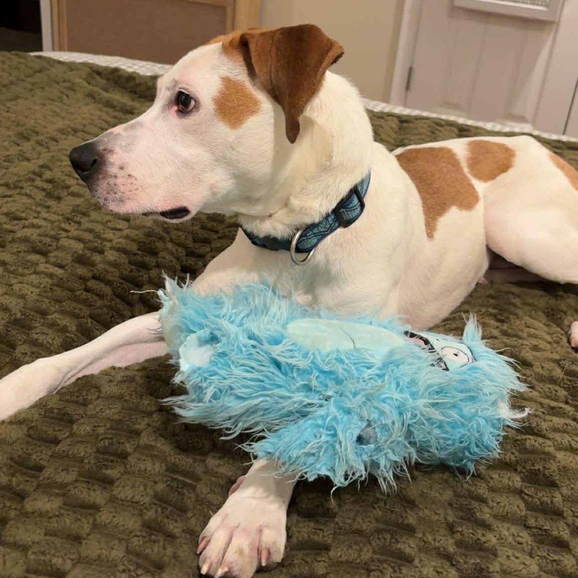 Enlarge Clark, a ADOPTABLE mixed breed in Ellicott City, MD image 5/6