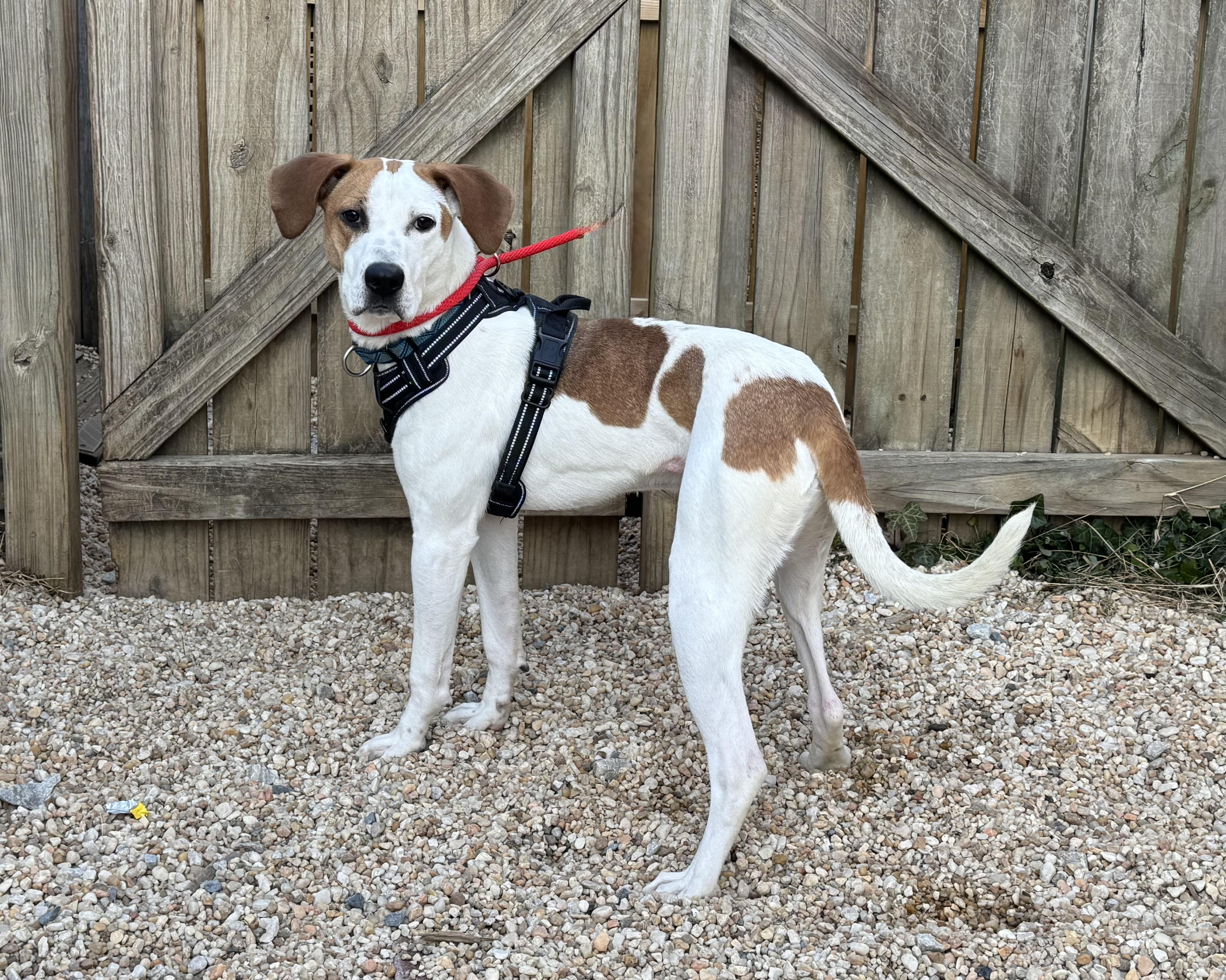 Enlarge Clark, a ADOPTABLE mixed breed in Ellicott City, MD image 1/1