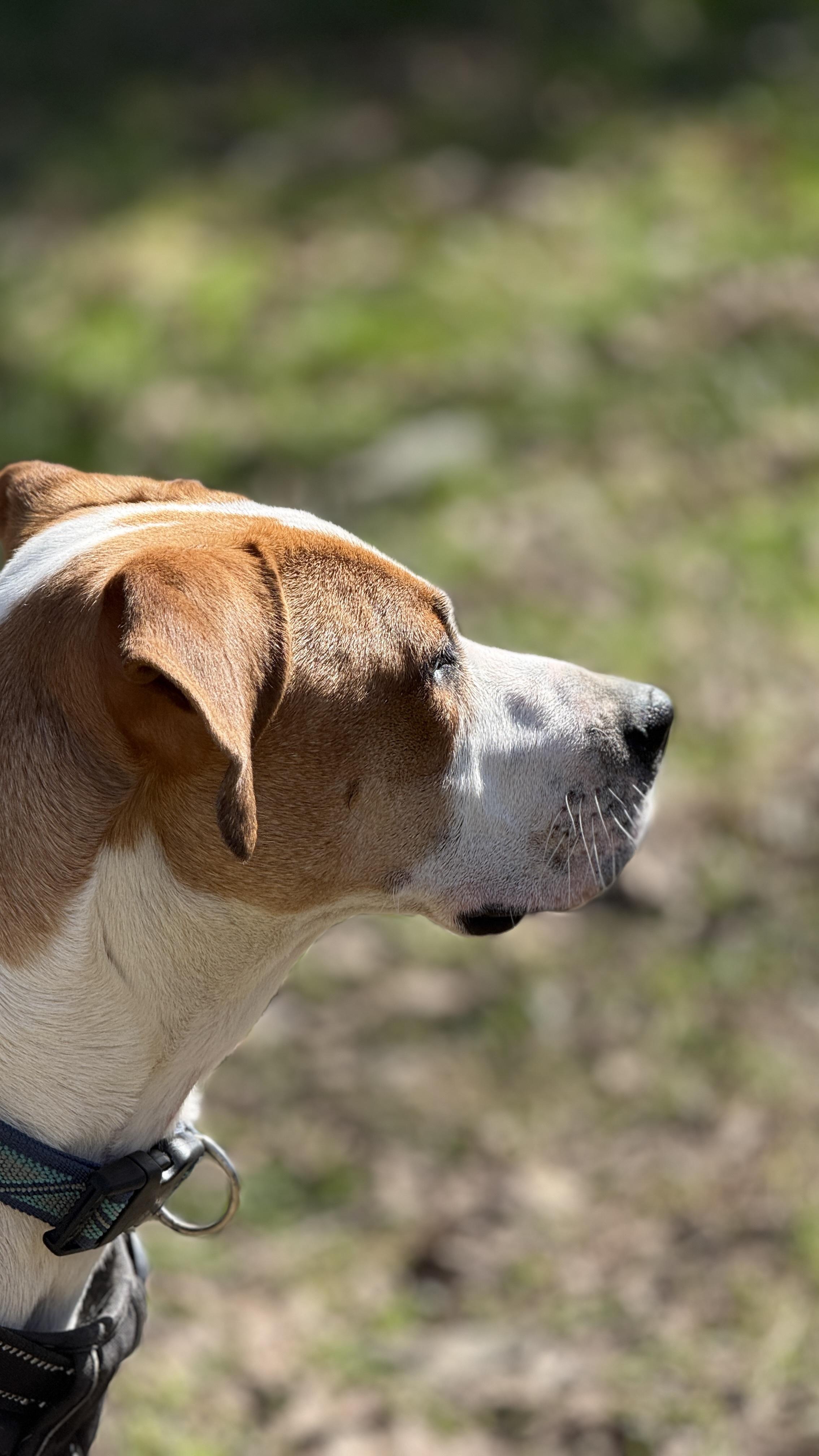 Enlarge Clark, an adoptable mixed breed in Ellicott City, MD image 3/6