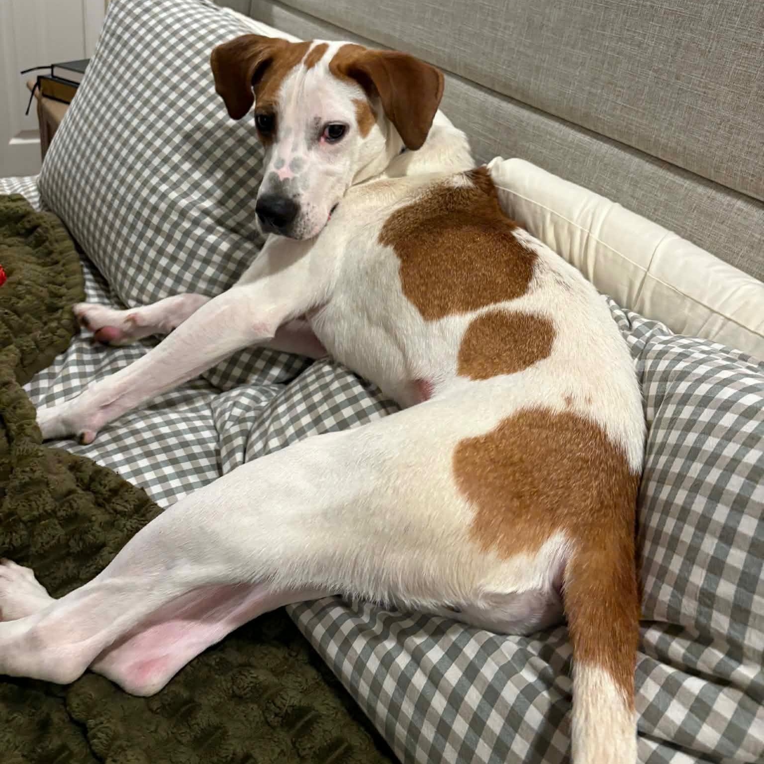 Enlarge Clark, a ADOPTABLE mixed breed in Ellicott City, MD image 1/6