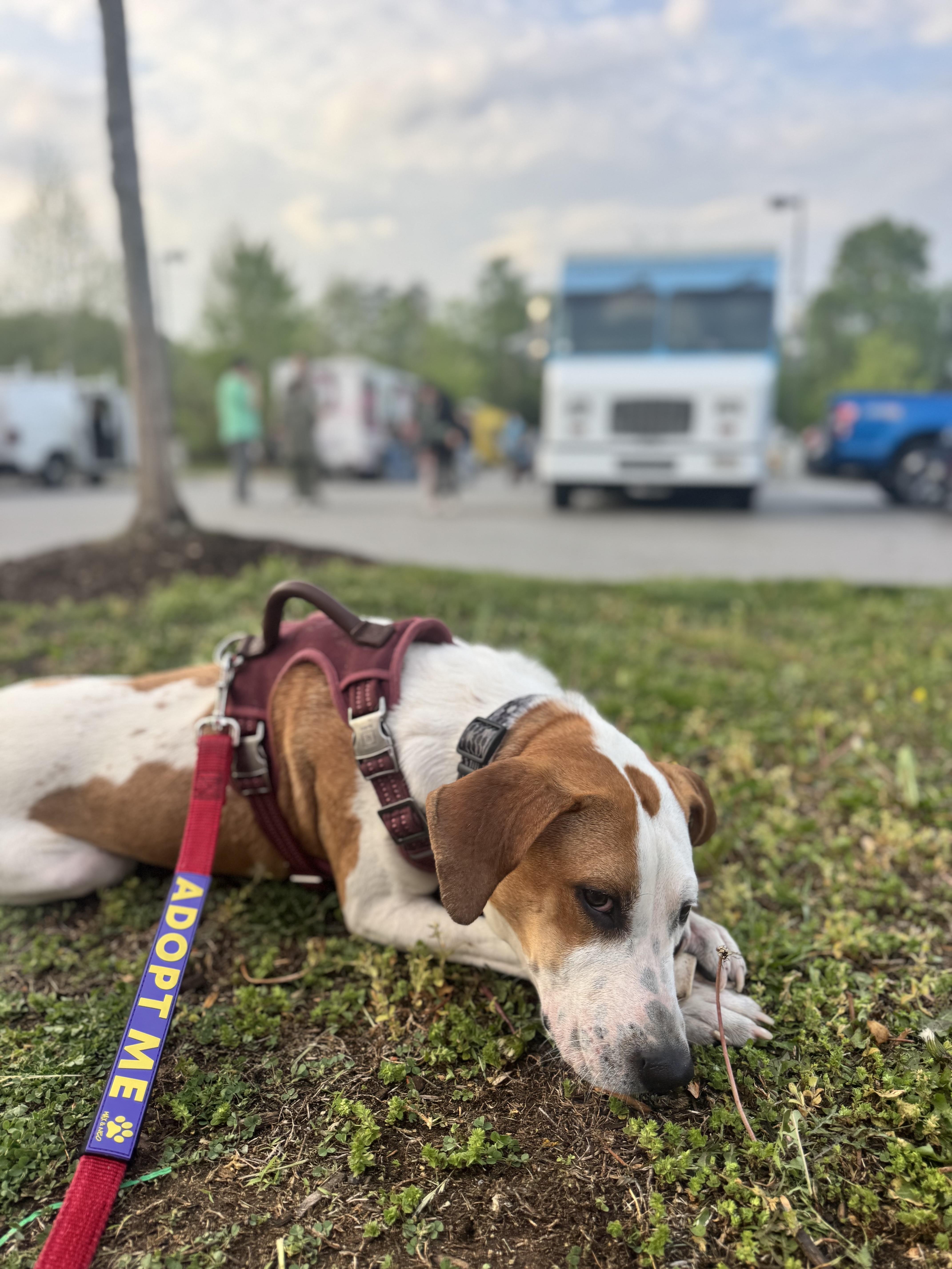 Enlarge Clark, an adoptable mixed breed in Ellicott City, MD image 6/6
