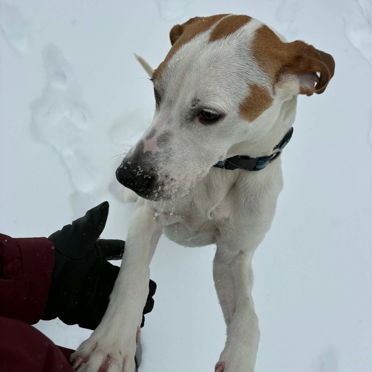 Enlarge Clark, a ADOPTABLE mixed breed in Ellicott City, MD image 6/6