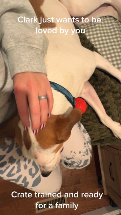 Enlarge Clark, a ADOPTABLE mixed breed in Ellicott City, MD video 3/6