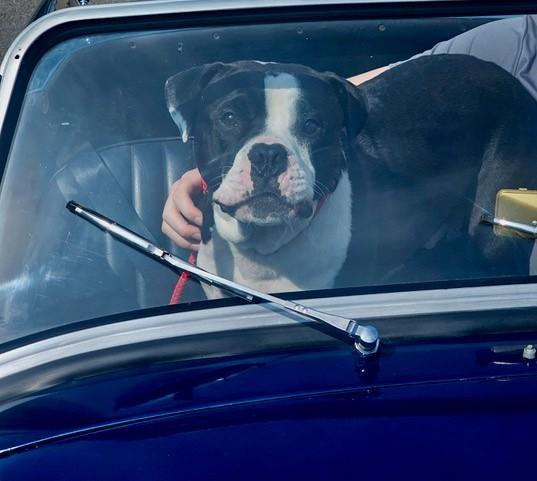 Bruce, a ADOPTABLE American Bully in Augusta, WV image 2/5