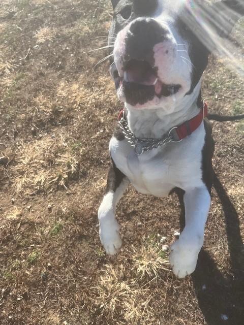 Bruce, a ADOPTABLE American Bully in Augusta, WV image 2/6