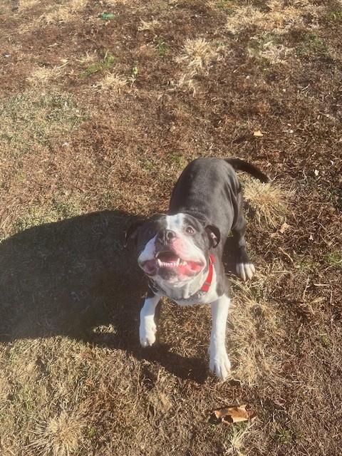Bruce, a ADOPTABLE American Bully in Augusta, WV image 4/6