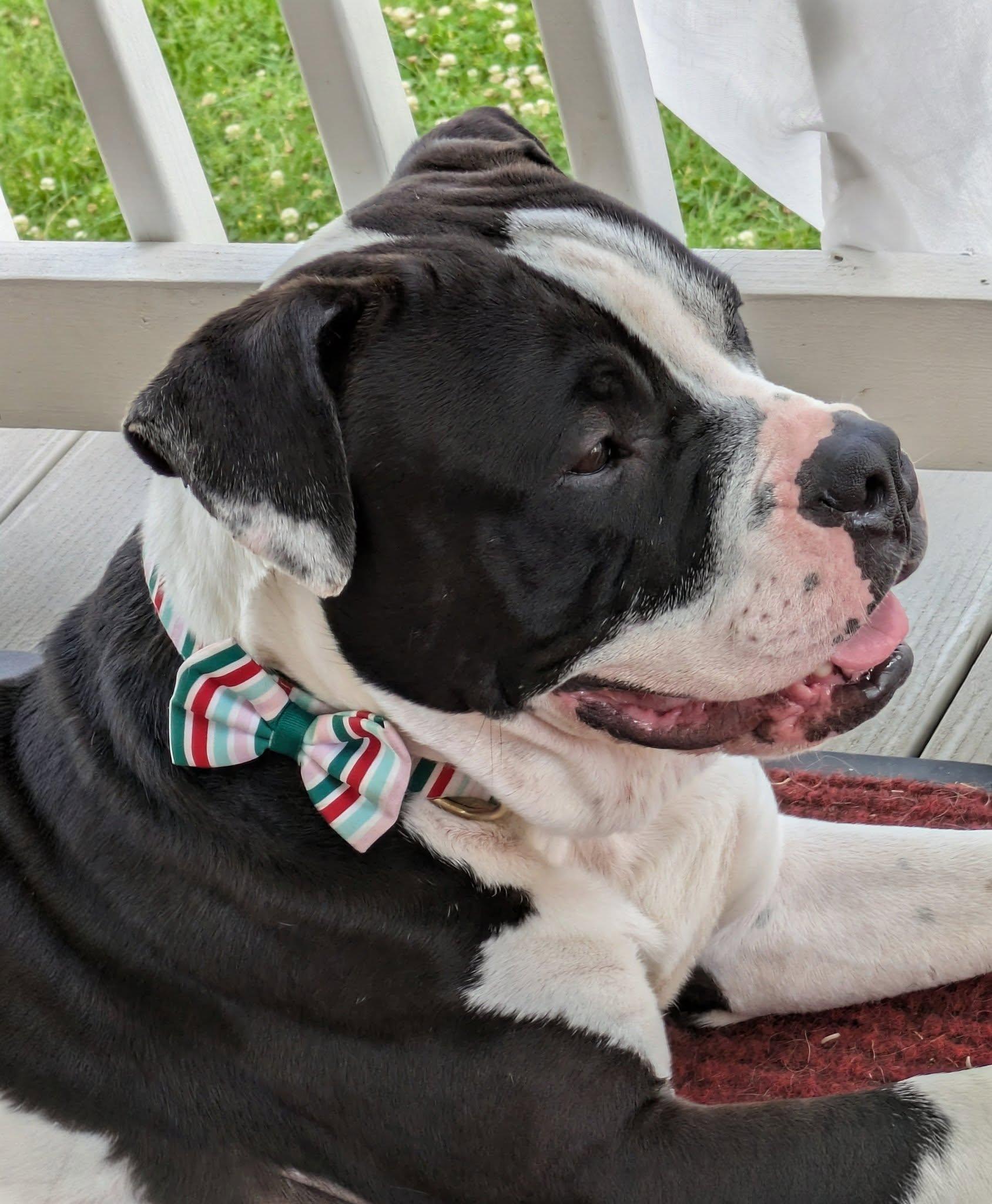 Bruce, ADOPTABLE, Young Male American Bully.