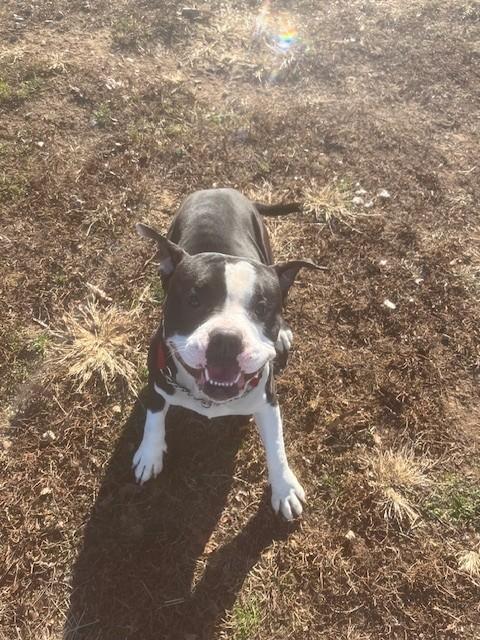 Bruce, ADOPTABLE, Young Male American Bully.