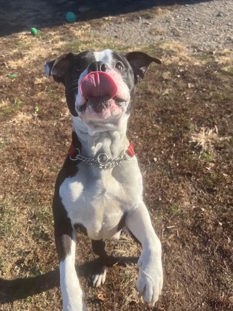Bruce, a ADOPTABLE American Bully in Augusta, WV image 3/6