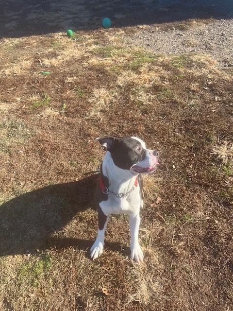 Bruce, a ADOPTABLE American Bully in Augusta, WV image 5/6