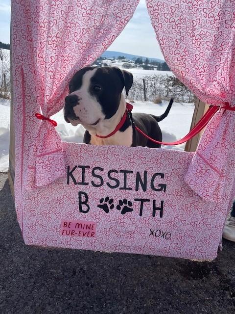 Bruce, a ADOPTABLE American Bully in Augusta, WV image 6/6