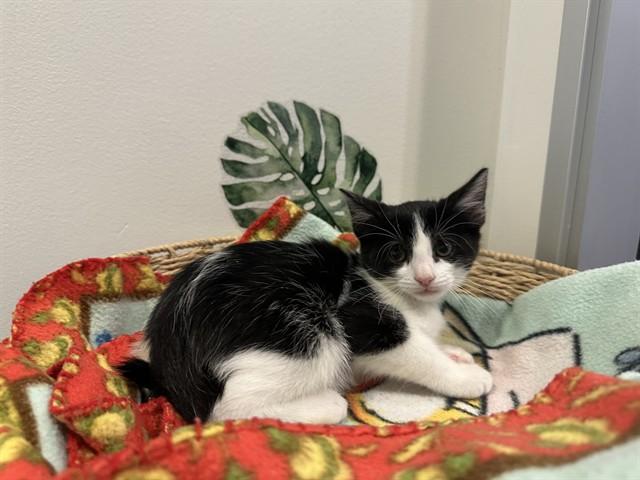 ORCA, Adoptable, Kitten Male Domestic Short Hair.