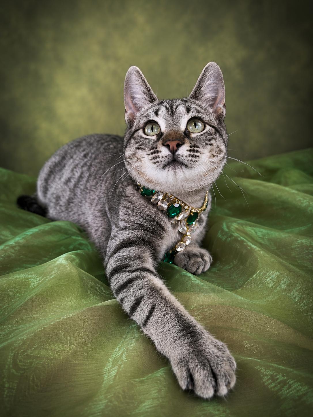 Enlarge Felicity, a ADOPTABLE Tabby in Houston, TX image 3/6
