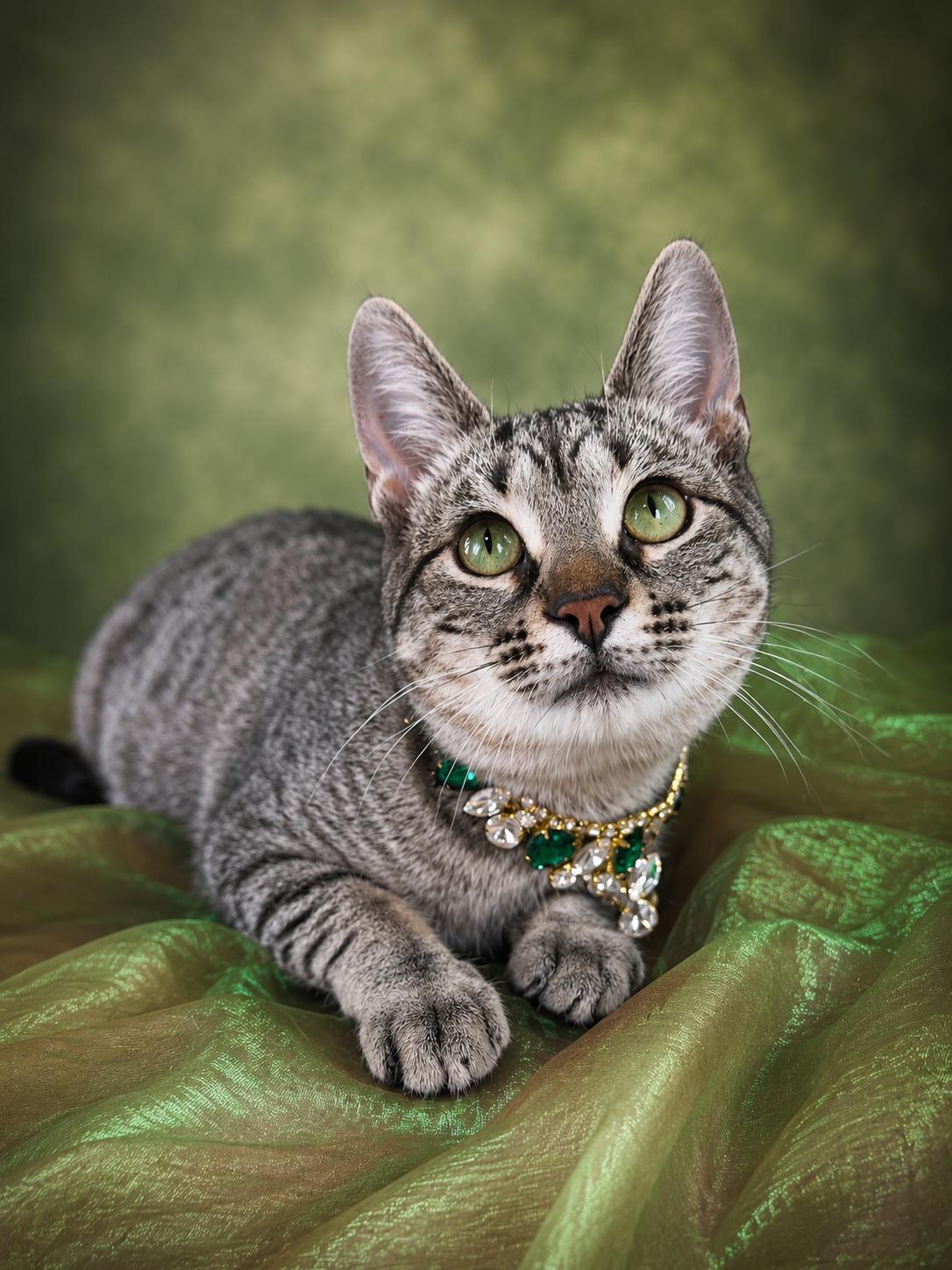 Felicity, ADOPTABLE, Young Female Tabby.