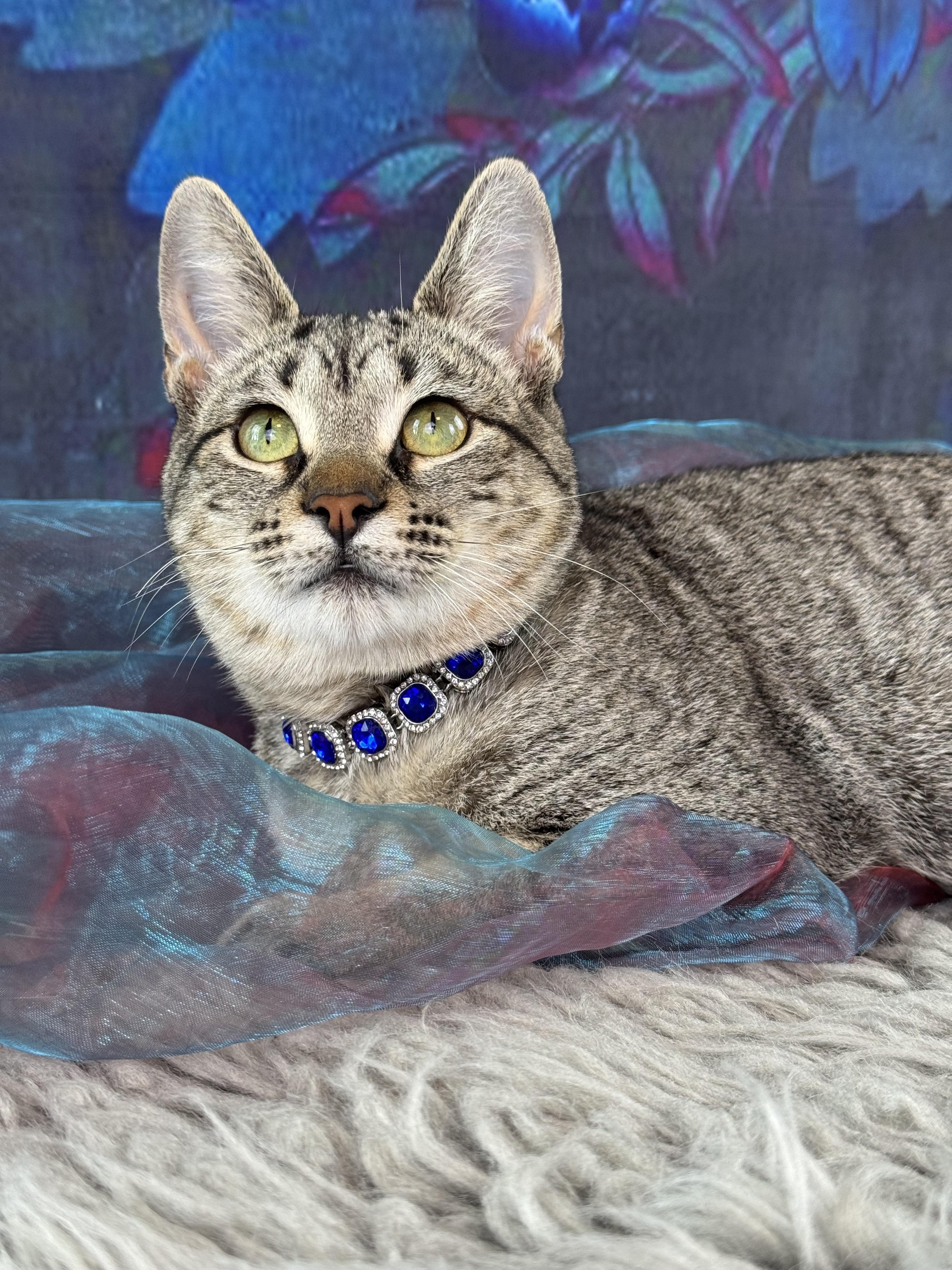 Enlarge Felicity, a ADOPTABLE Tabby in Houston, TX image 4/6