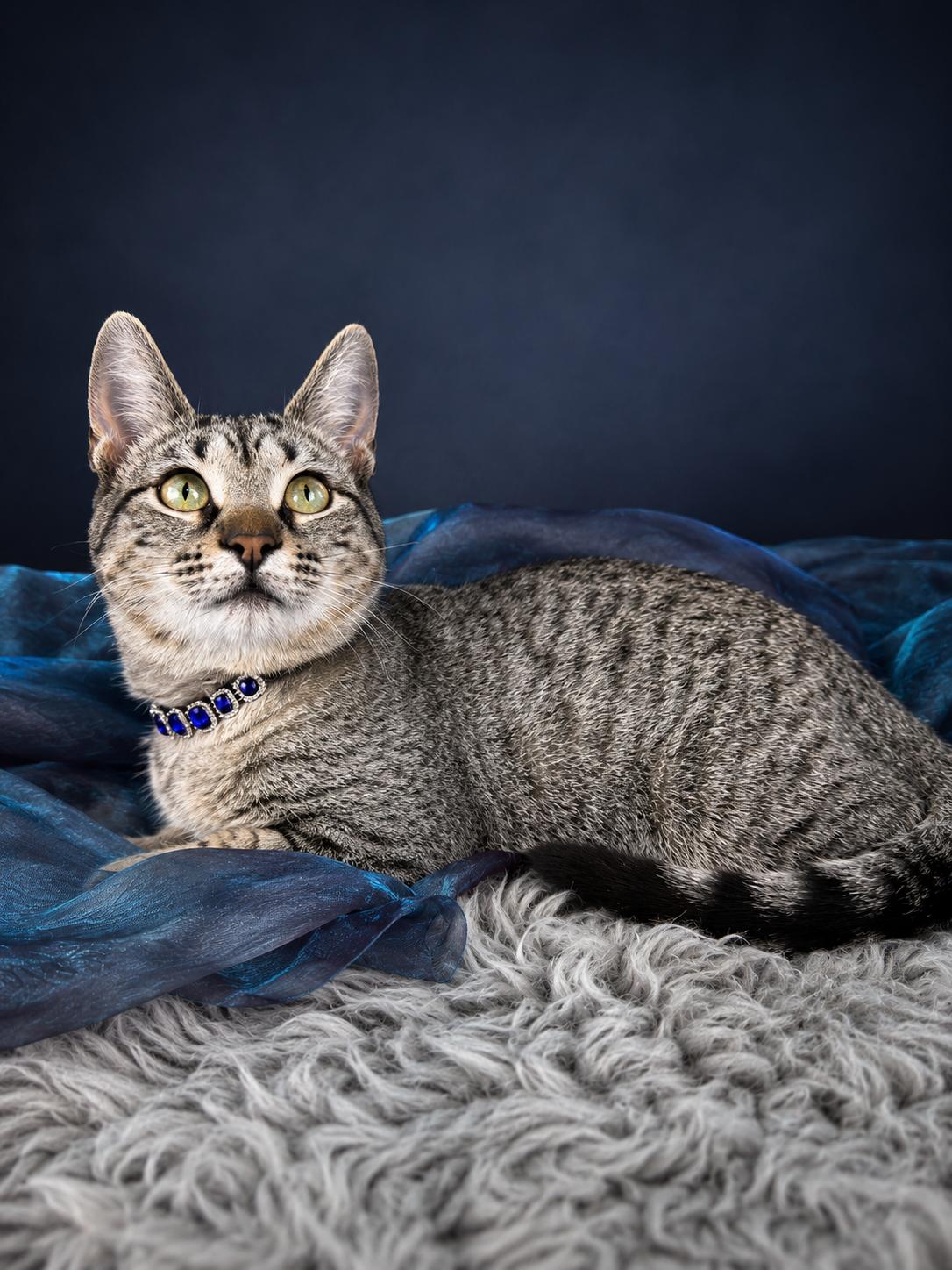 Felicity, ADOPTABLE, Young Female Tabby.