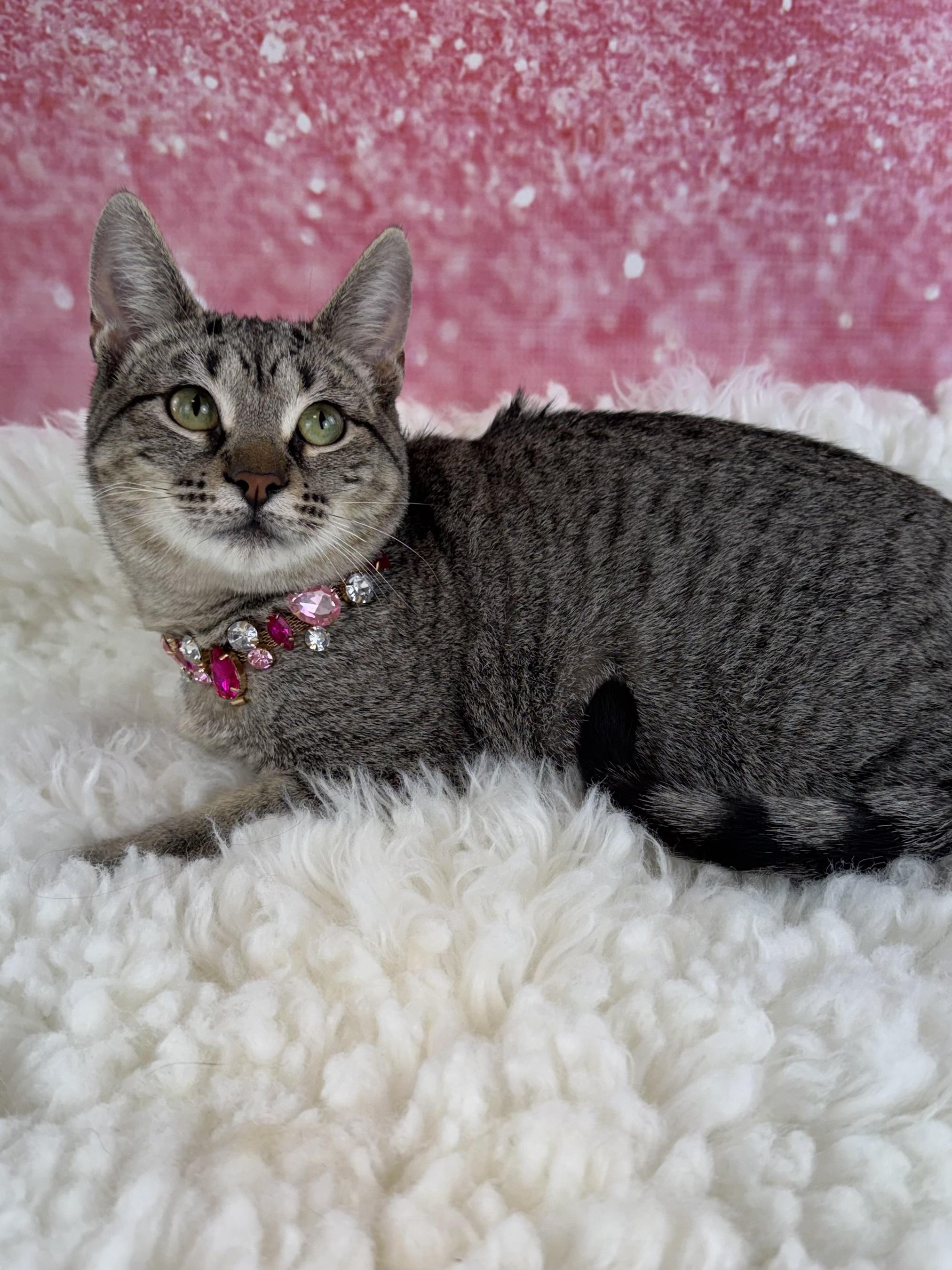 Enlarge Felicity, a ADOPTABLE Tabby in Houston, TX image 6/6