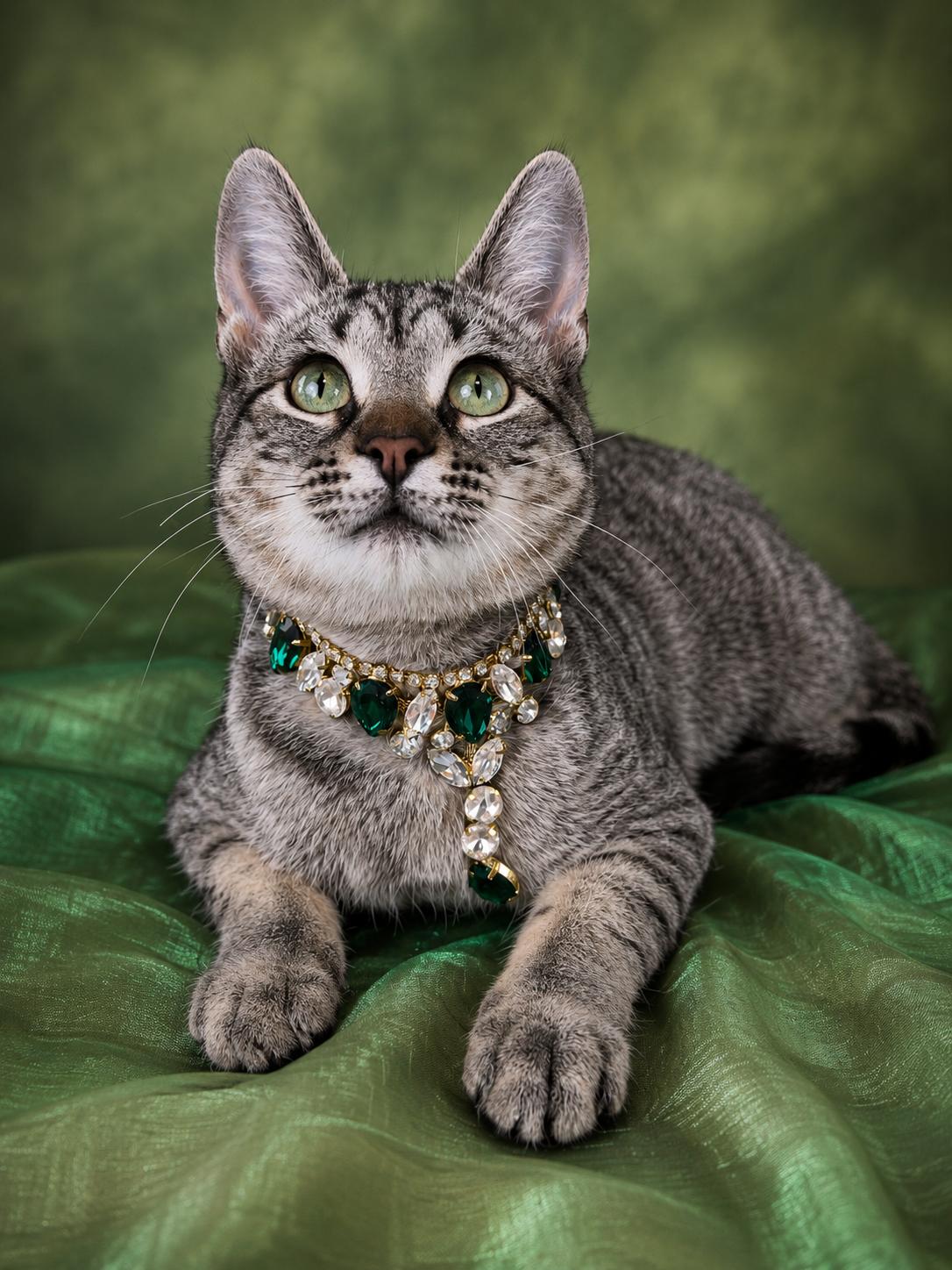 Enlarge Felicity, a ADOPTABLE Tabby in Houston, TX image 5/6