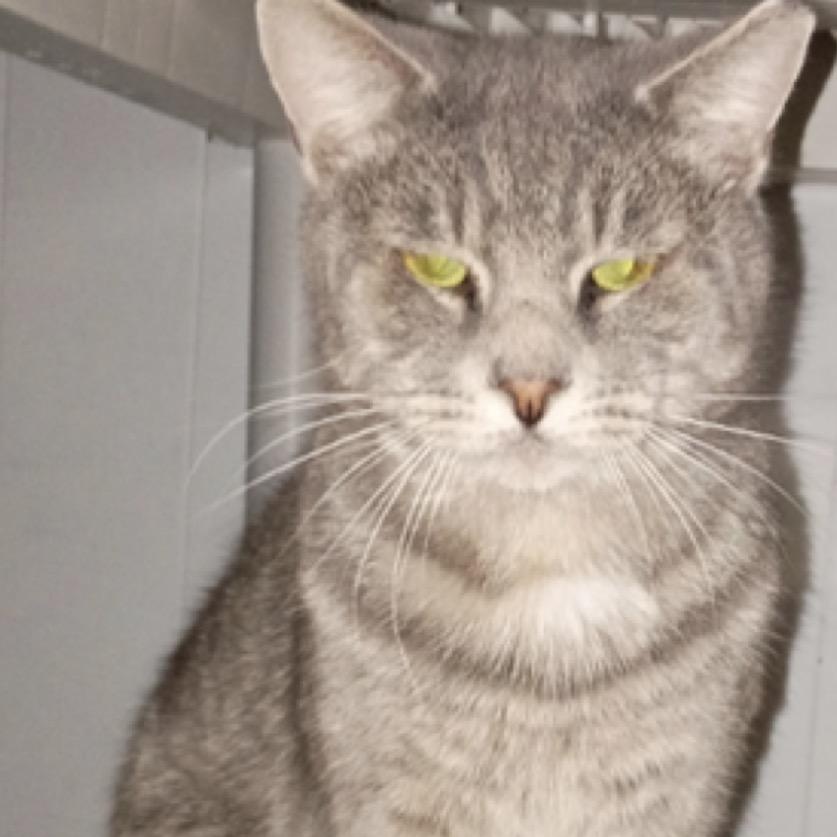 Carlos, Adoptable, Adult Male American Shorthair.