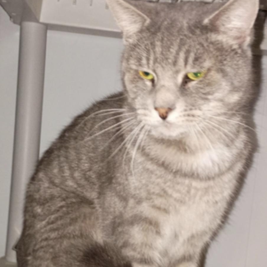 Carlos, a Adoptable American Shorthair in Union City, NJ image 2/3