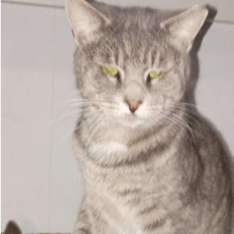 Carlos, a Adoptable American Shorthair in Union City, NJ image 3/3