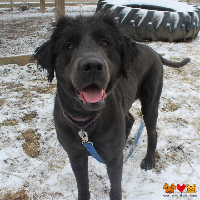 Enlarge JUNIE, a Adoptable Newfoundland Dog in Aliquippa, PA image 1/1