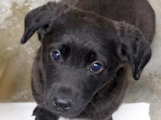 Cyrus, a ADOPTABLE mixed breed in Anaconda, MT image 3/3