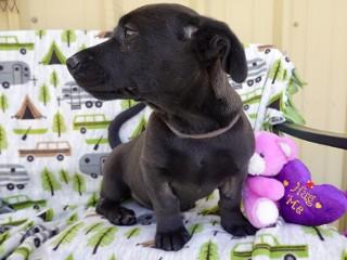Cyrus, a ADOPTABLE mixed breed in Anaconda, MT image 2/3