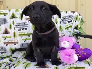 Cyrus, ADOPTABLE, Young Male Black Labrador Retriever & Basset Hound.
