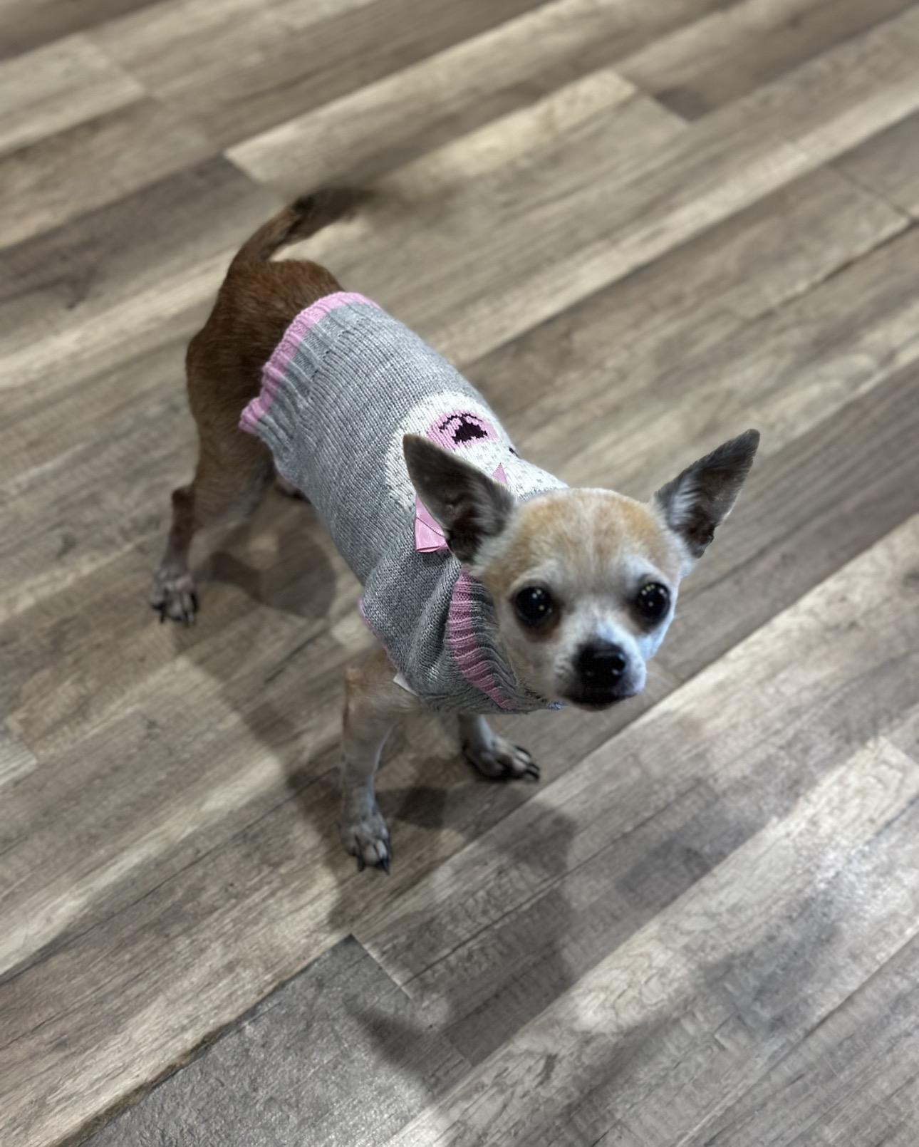 Enlarge Piper, an adopted Chihuahua in Orlando, FL image 4/4