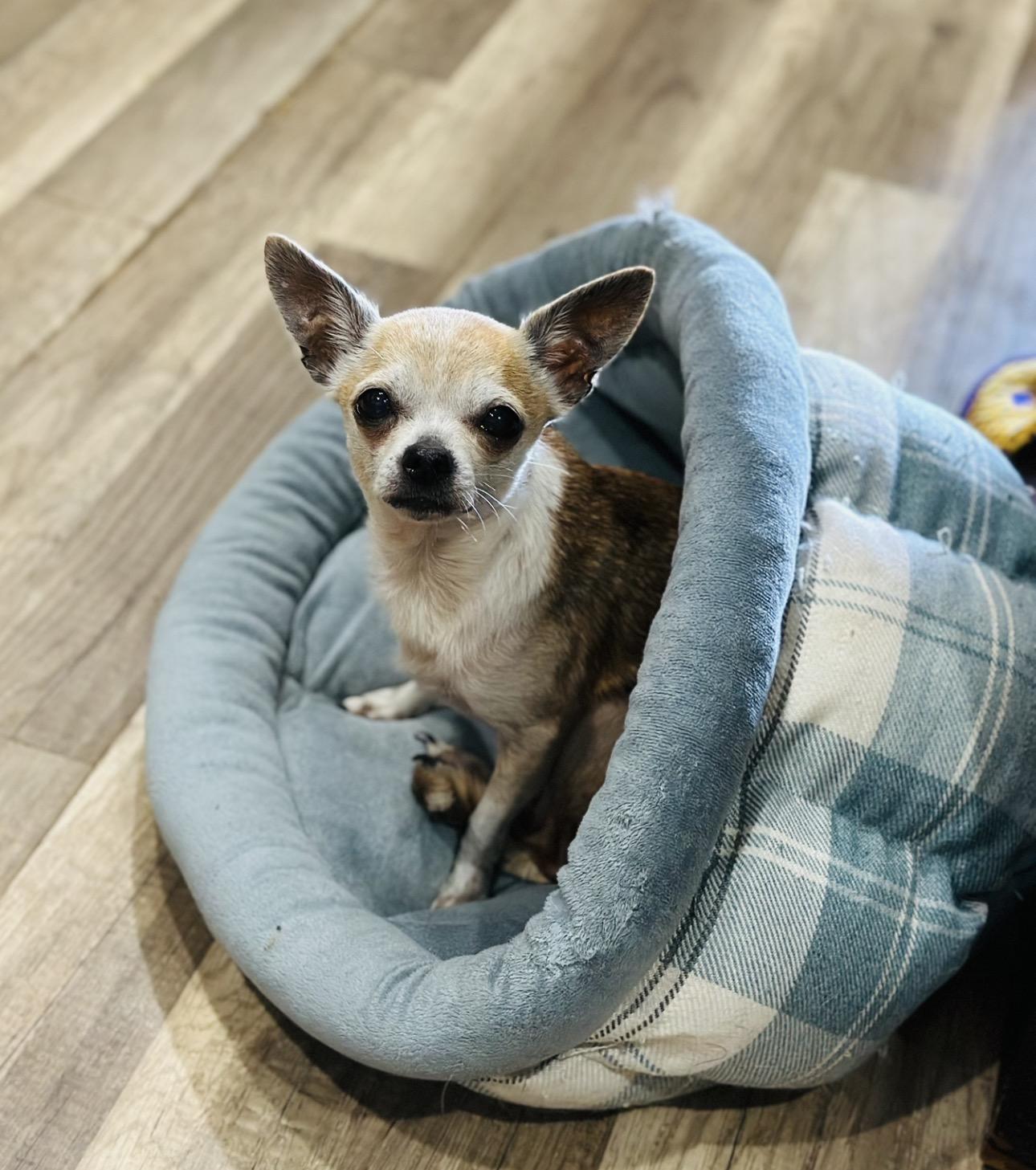 Enlarge Piper, an adopted Chihuahua in Orlando, FL image 3/4