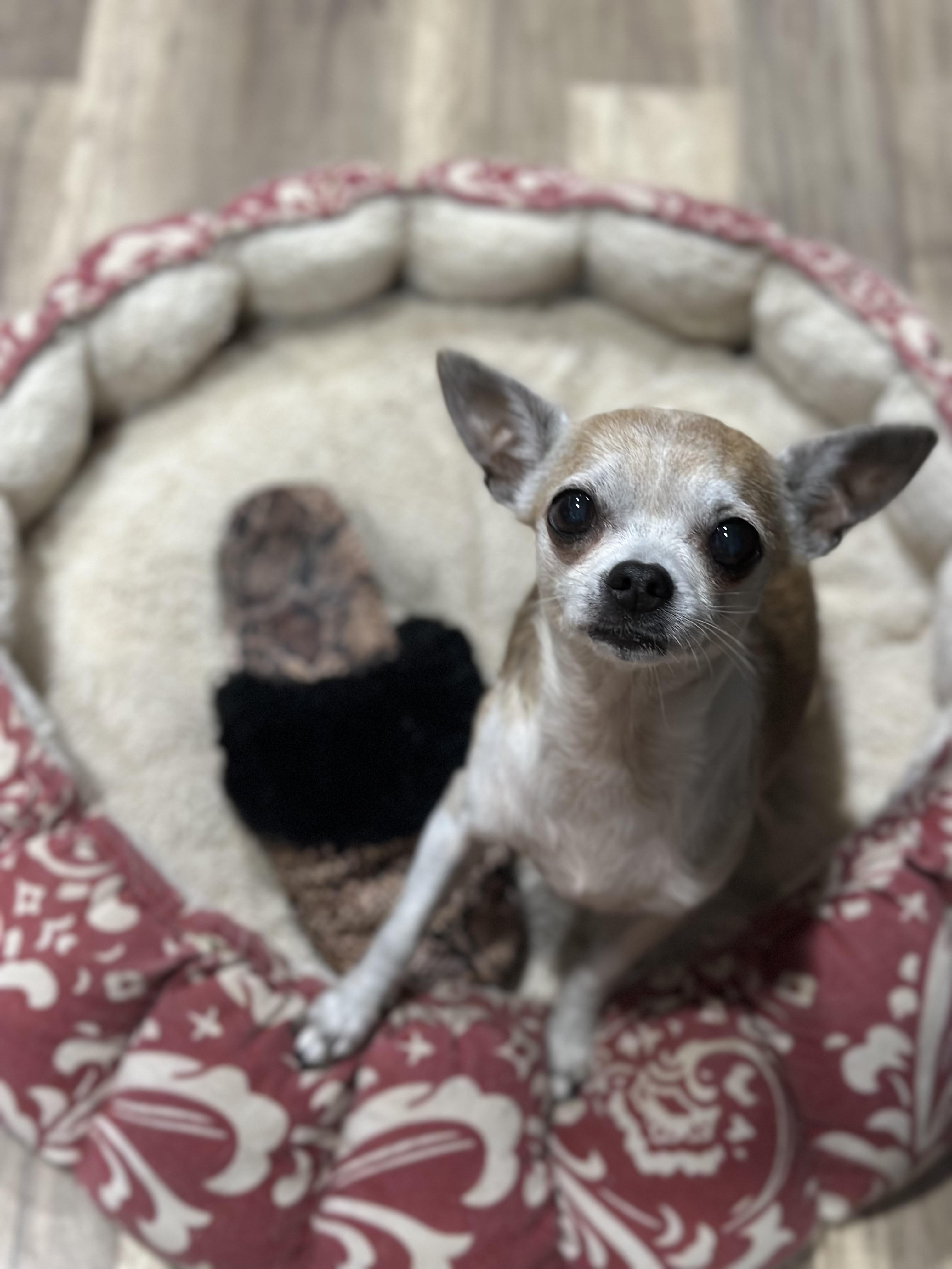 Enlarge Piper, an adopted Chihuahua in Orlando, FL image 1/4