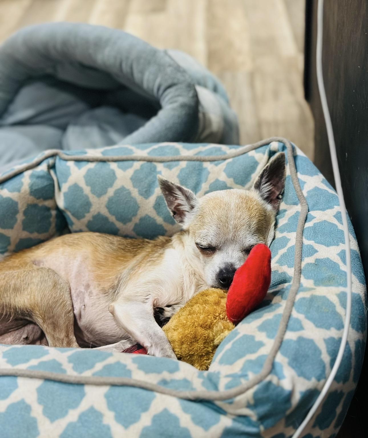 Enlarge Piper, an adopted Chihuahua in Orlando, FL image 2/4