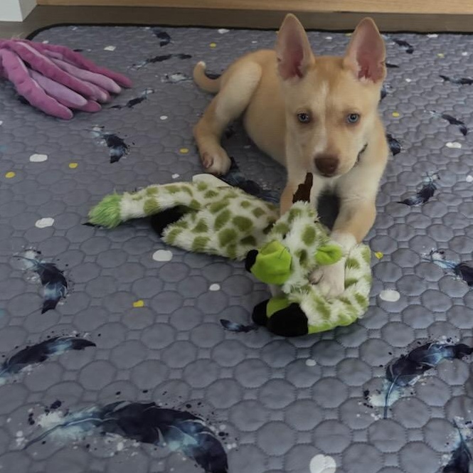 Enlarge Meeka, an adopted mixed breed in Joliet, IL image 2/3