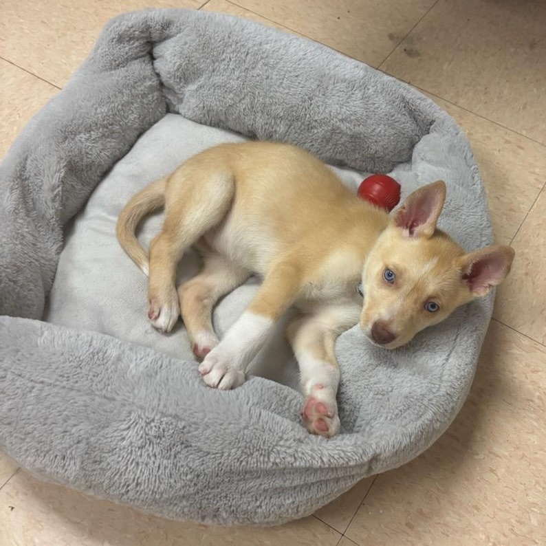 Enlarge Meeka, an adopted mixed breed in Joliet, IL image 1/3